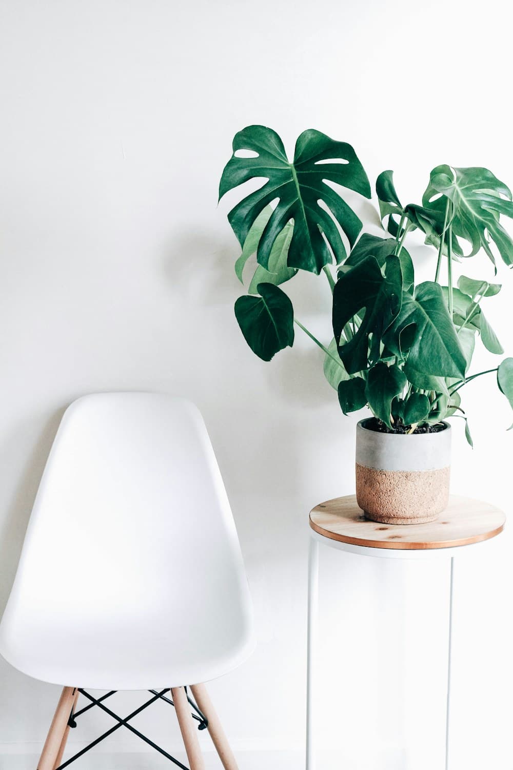 A Monstera plant in a thoughtfully styled room