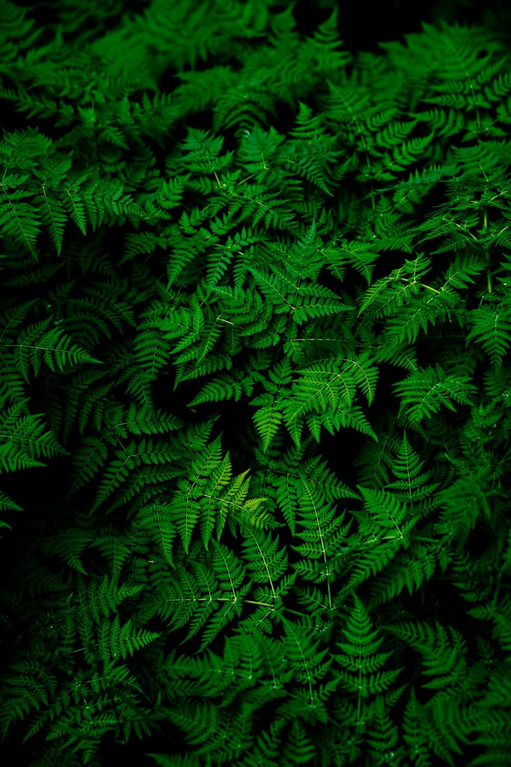 A dense, richly textured canopy of green fern leaves