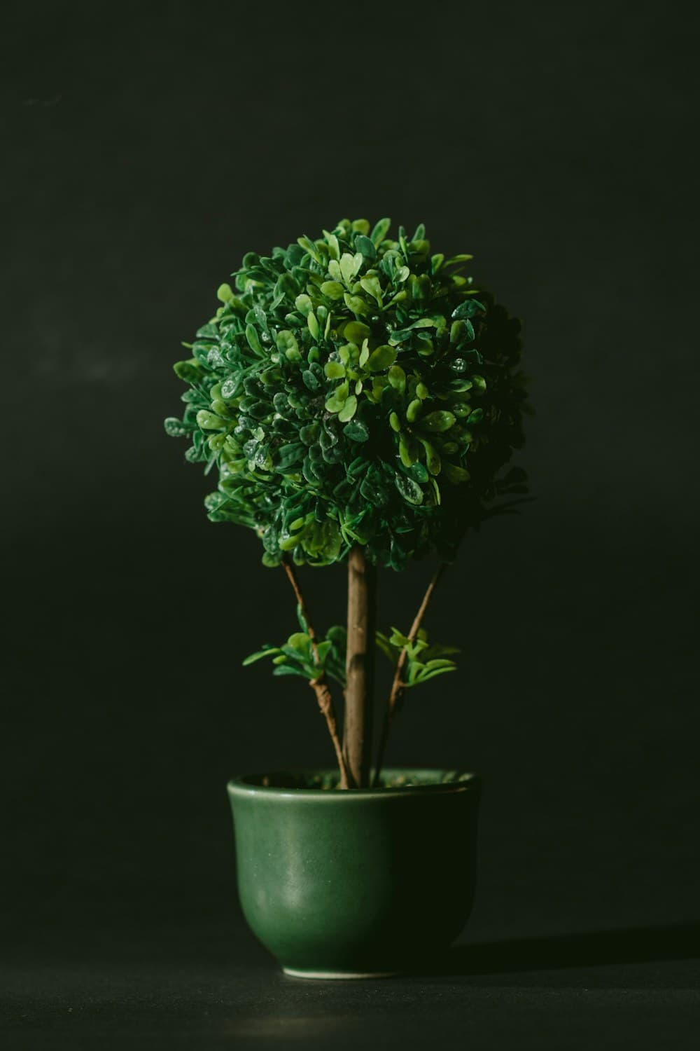 Mini Topiary