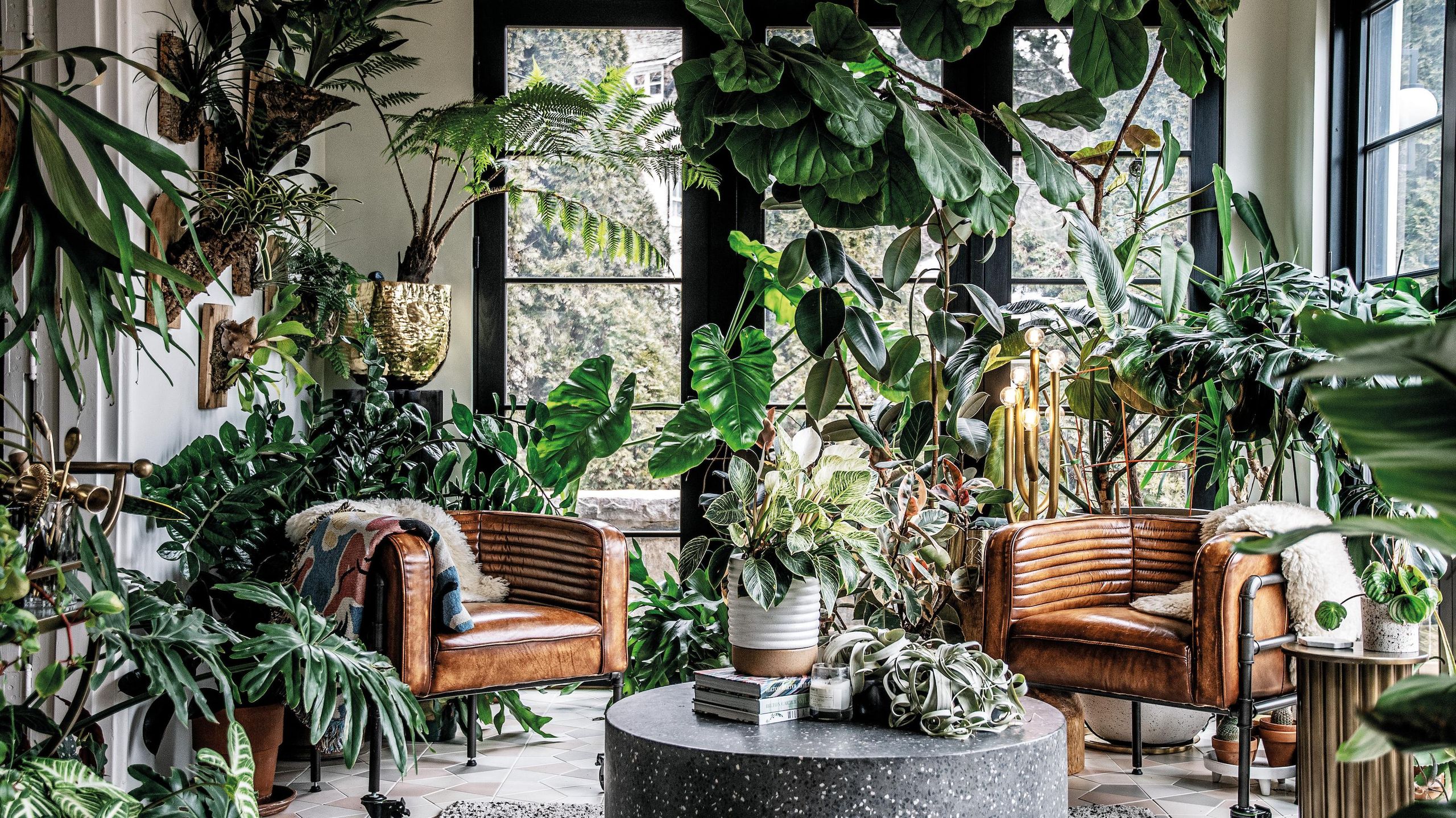 Fiddle Leaf Fig